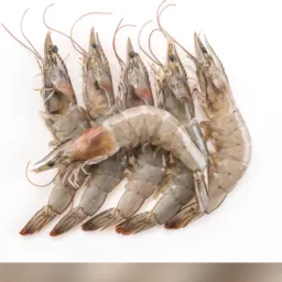 Distribuidora de Camarão em Manaus 🦐