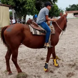 Trocadores de cavalo Araruama 1