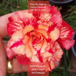 PROMOÇÃO ROSAS DO DESERTO