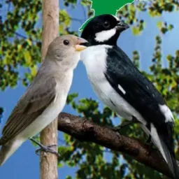 🐦⬛⚔️BIGODINHO PURA FIBRA⚔️🐦⬛