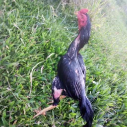 Espora de fogo 🔥🔥