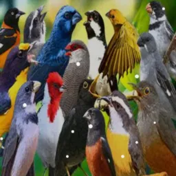 Pássaros Porto Alegre 🦜🕊️