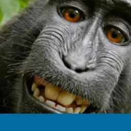 ilha da macacada 2.0