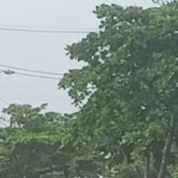 Vendas,compras, doações e utilidades públicas Viareggio..ilha...Iguape...Rócio