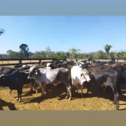 Melhor da boidada 2.0