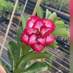 Vendas de vários tipos de Plantas Frutíferas e Flores