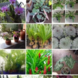 Vendas e troca de plantas🪴💚