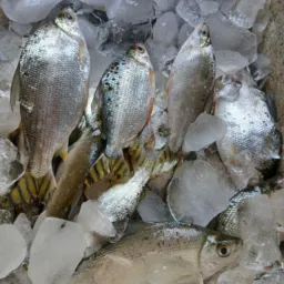 Peixaria do Doge 🐠🐟🐡 ...