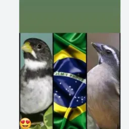 Vendas e Rolo Viçosa/Ponte nova região🤝🫡