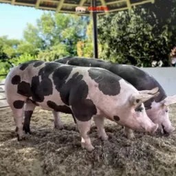 🐖668- Rifa Pietrain + Balde de 10kg de suplemento
