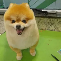 Área pet