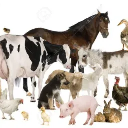Compra,venda,troca de animais!!! 🦃🪿🐖🐎🐤🐂🐐