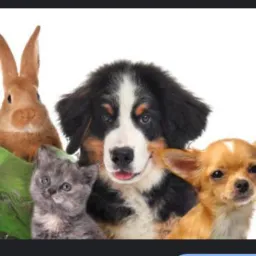 SOS e adoção de animais.
