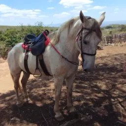 Rifa de um cavalo selado🐴 e 500 RS