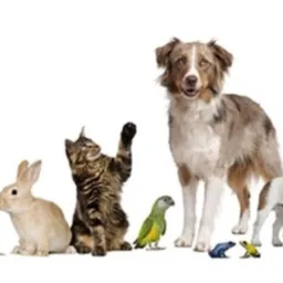 Venda de animais (São Miguel do Guamá PA)