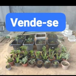 Vende-se muda de alecrim Arruda