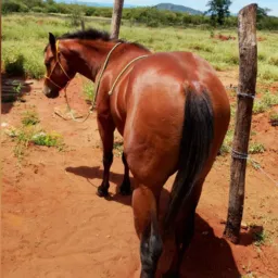 Rifa de um potro quarto de milha