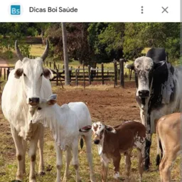 Compra e venda de animais 🐎🐖🐏🐄🐓