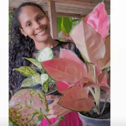 Grupo de rifa de plantas