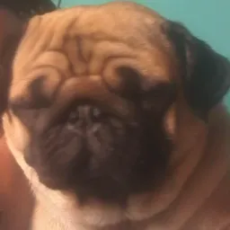 Vendas de cães bh