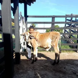 RIFA DE UM LINDO BEZERRO 🍀