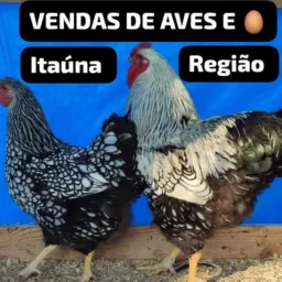 VENDAS EM GERAL DE AVES 🐓 ITAUNA REGIAO 🤝