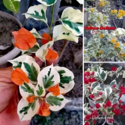 Jardim em flor minhas vendas de plantas