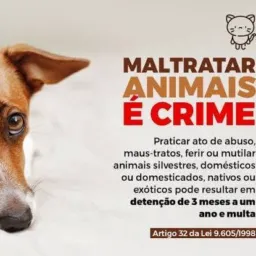 Animais perdidos ,vendas e Adoção, Barreiras Bahia 🐺🐩🐈🐈⬛