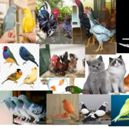 VENDA DE AVES E PETS 🐦🐥🐕🐈
