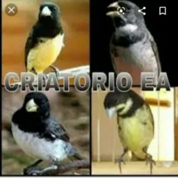 Papa-capim de fibra