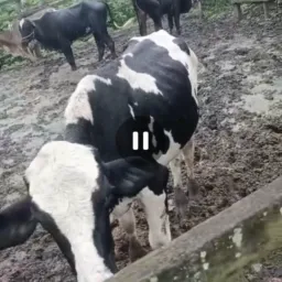 Rifa de um garrote pra ajudar o nosso amigo Cláudio que está precisando de um medicamento de 72 mil