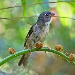 Venda e troca de aves Petrópolis
