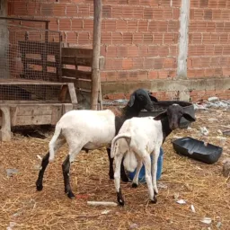 🍀24°Rifa Do Rancho MB🐑 Borrega ou 300 no Pix 🙏