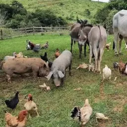 🐓9 🦃Grupo🦚 da  🐎pecuária 🐓🦃🐎🐦‍⬛🐕‍🦺🐖🦆🦚