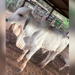 Rifa de gado Itamarandiba e região 🐄🐂🐄🐂