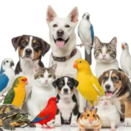Troca Compras e Vendas, AVES e ANIMAIS VIANA