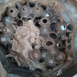 👨‍🦰TUDO SOBRE ABELHAS🐝🐝