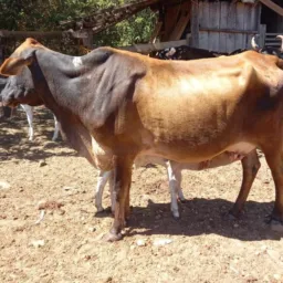Os catireiro do Vale 🐴🐮🐖