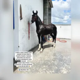 8 RIFA LENO HARAS SÃO JORGE POTRO PRETA PAMPA PAMPA 7MESES GENUÍNO DE MACHA PICADA DIFERENTE