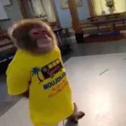 BrazilianShit
