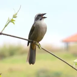 AVES # GAIOLAS # ROLOS /VENDAS 💯
