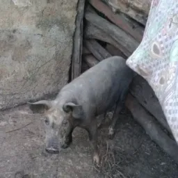 rifa solitário valendo uma leitoa