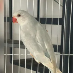 backup 🐦Royal BIRD 🦜🦜 Aves Exóticas 🐤 BACKUP