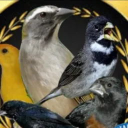 Rolo de aves pedra de Guaratiba 🦅🦜