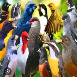 trocas e vendas de passarinho .