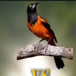 AVES DO GOIÁS