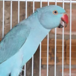 🦜🦜GRUPO DE RING NECK MINAS 🦜🦜