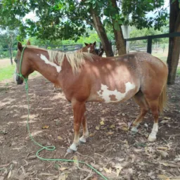 Pecuária do Tocantins só animais🐕🐔🐎🦆🦚🐄🐟