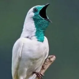💫💫ITAGUAÍ STA CRUZ AVES💫💫