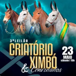 🥇🥇 3° LEILÃO CRIATÓRIO XIMBÓ E CONVIDADOS
